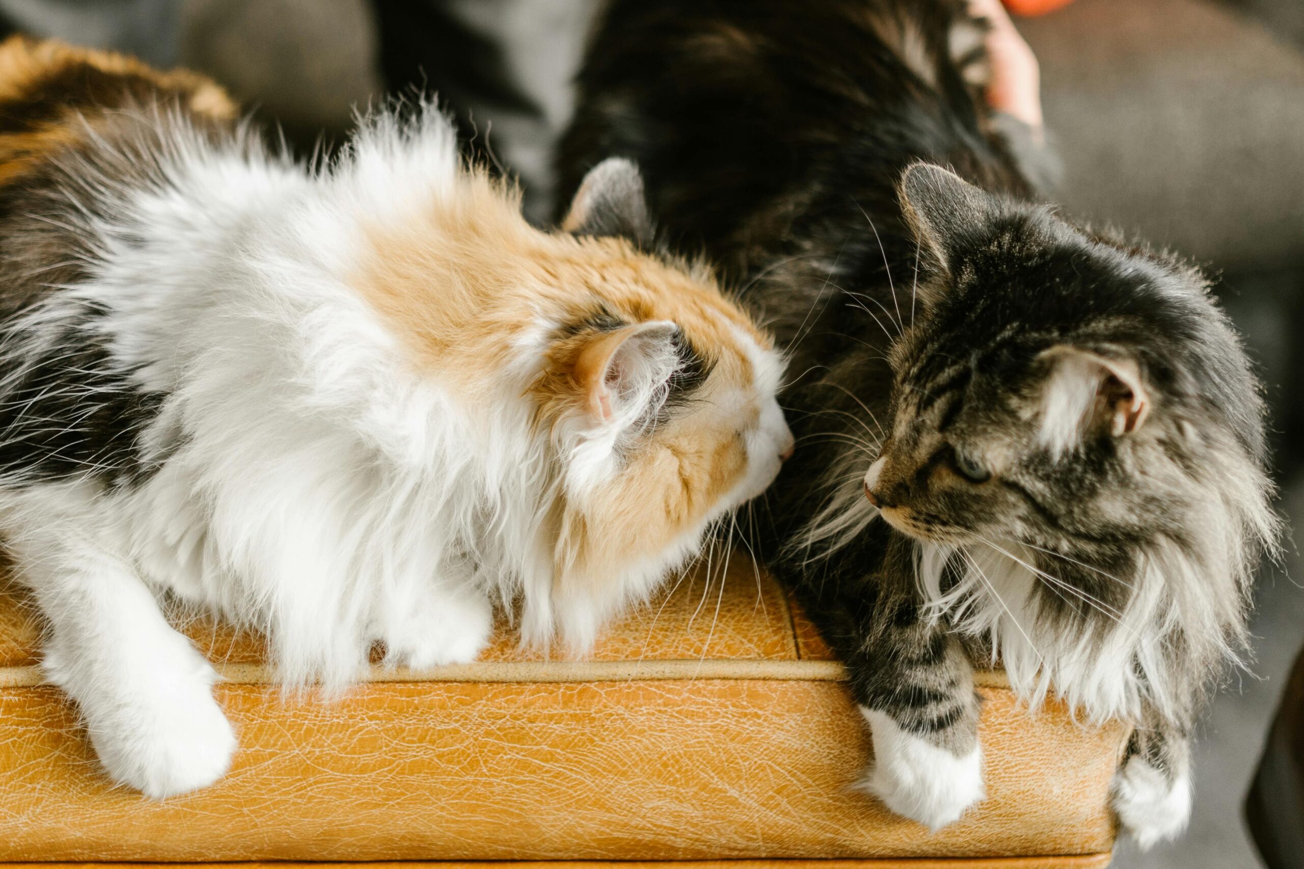 Two fluffy Maine Coon cats interacting intimately on a leather sofa.